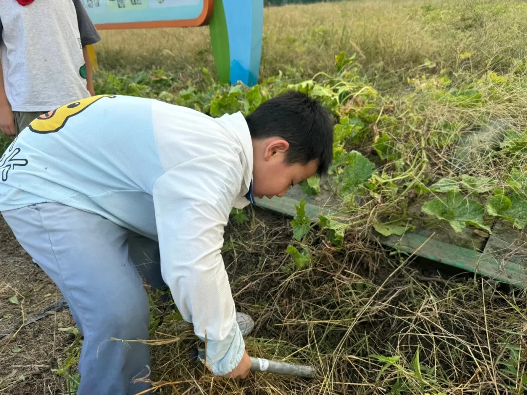 【劳育有道，美丽菜园】田间地头除草忙，农耕园里焕新颜
